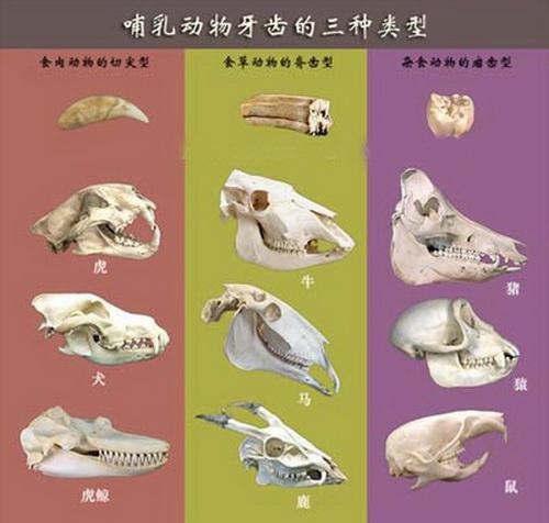 关于生物骨骼形体的全方位解析(关于生物骨骼形体的全方位解析图)