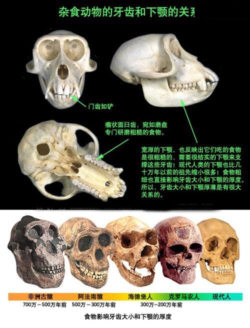 关于生物骨骼形体的全方位解析(关于生物骨骼形体的全方位解析图)