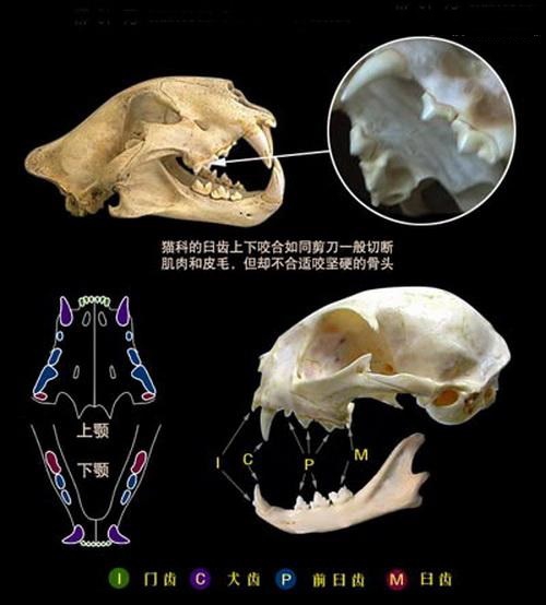 关于生物骨骼形体的全方位解析(关于生物骨骼形体的全方位解析图)