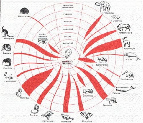 关于生物骨骼形体的全方位解析(关于生物骨骼形体的全方位解析图)