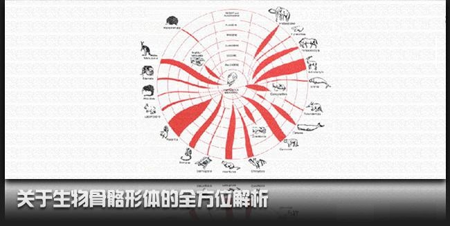 关于生物骨骼形体的全方位解析(关于生物骨骼形体的全方位解析图)