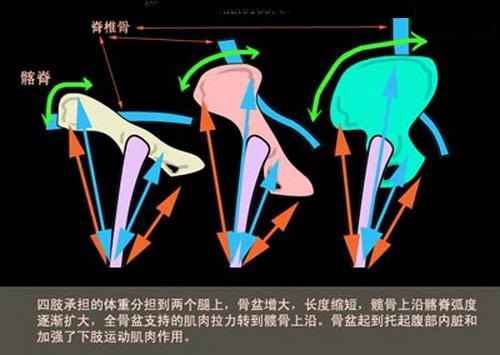 关于生物骨骼形体的全方位解析(关于生物骨骼形体的全方位解析图)