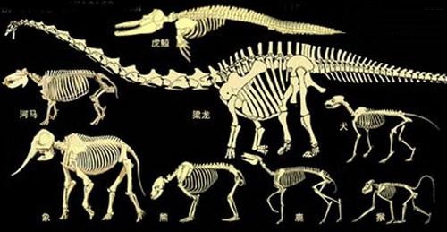 关于生物骨骼形体的全方位解析(关于生物骨骼形体的全方位解析图)