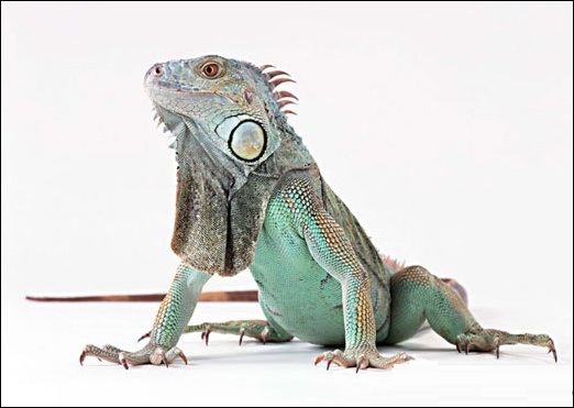 3Dsmax和Photoshop打造惟妙惟肖的蜥蜴