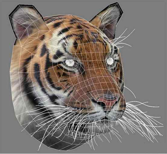 3dsmax绘制毛色亮丽视觉冲击感强的3D老虎