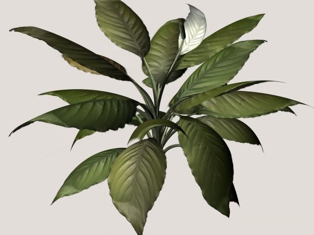 快速使用3DMAX创作栩栩如生的植物模型(快速使用3dmax创作栩栩如生的植物模型)