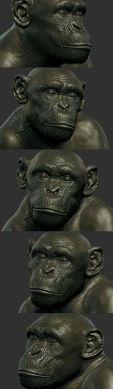 有效的利用3DsMAX打造逼真的大猩猩模型