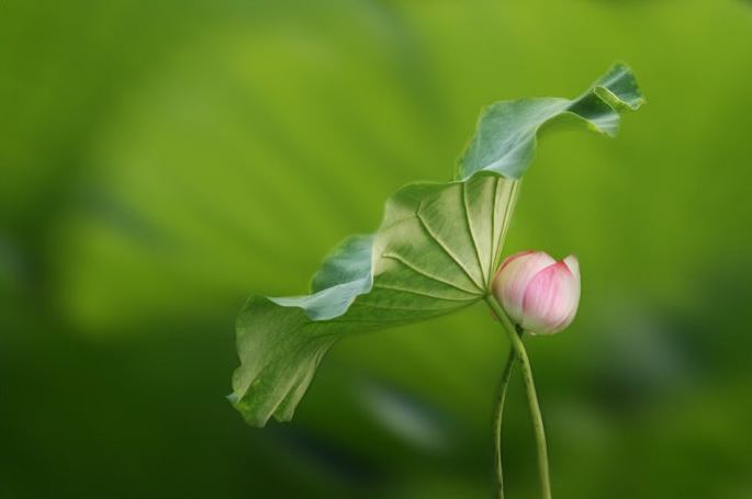 Photoshop简单虚化荷花图片背景突出主体(photoshop简单虚化荷花图片背景突出主体颜色)